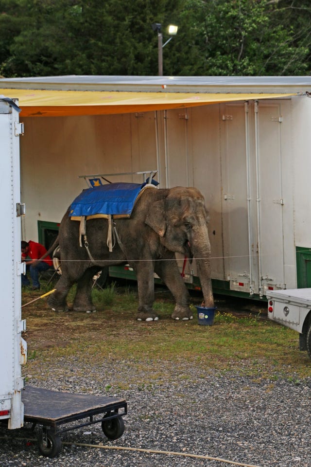 Minnie is de laatste olifant die nog in de Commerford Zoo leeft De twee andere olifanten van de rondtrekkende commercile dierentuin Beulah en Karen overleden in 2019 nadat ze jarenlang ziek waren geweest