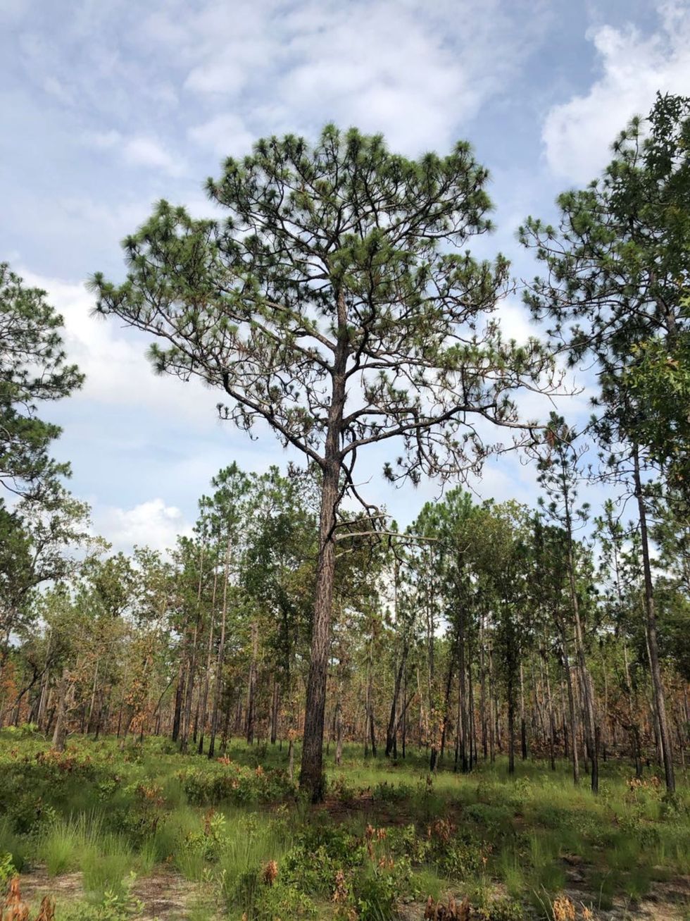 Een bos van moerasdennen Pinus palustris in Florida Moerasdennen behoorden tot de boomsoorten die in de negentiende eeuw veel werden gebruikt voor de bouw van de stad New York