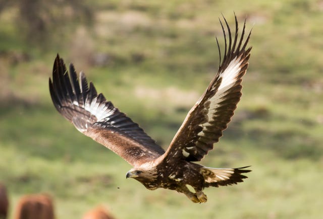 Golden Eagles Successfully Breed in Dundreggan﻿ Scottish Highlands