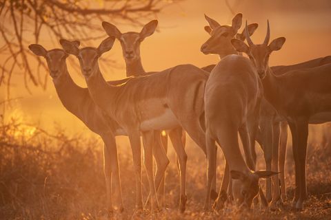 Er zijn nu ruim zesduizend impalas in Gorongosa
