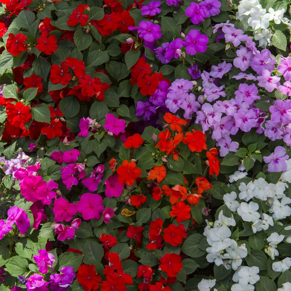 28 Best Shade-Loving Plants For Indoor & Outdoor Gardening