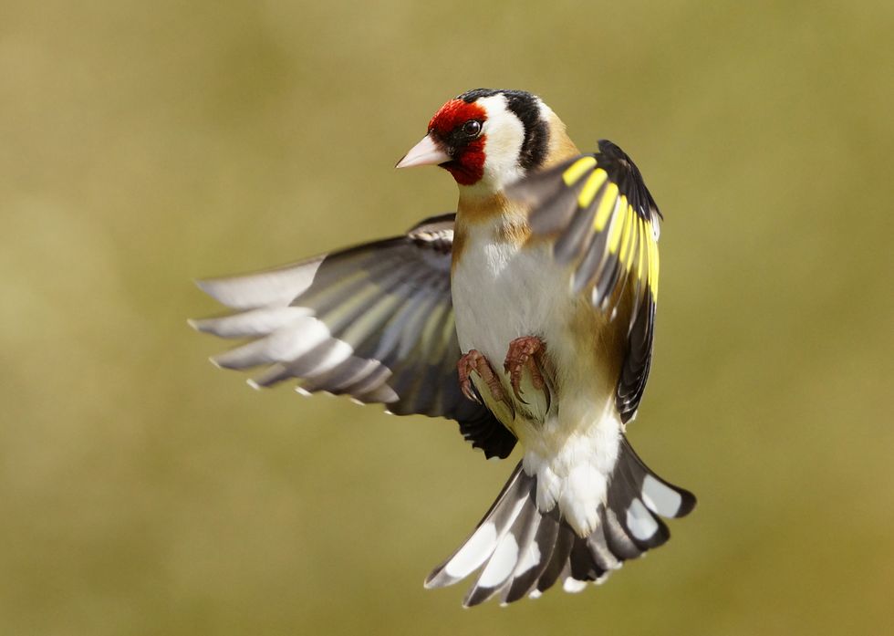 In-flight Goldfinch