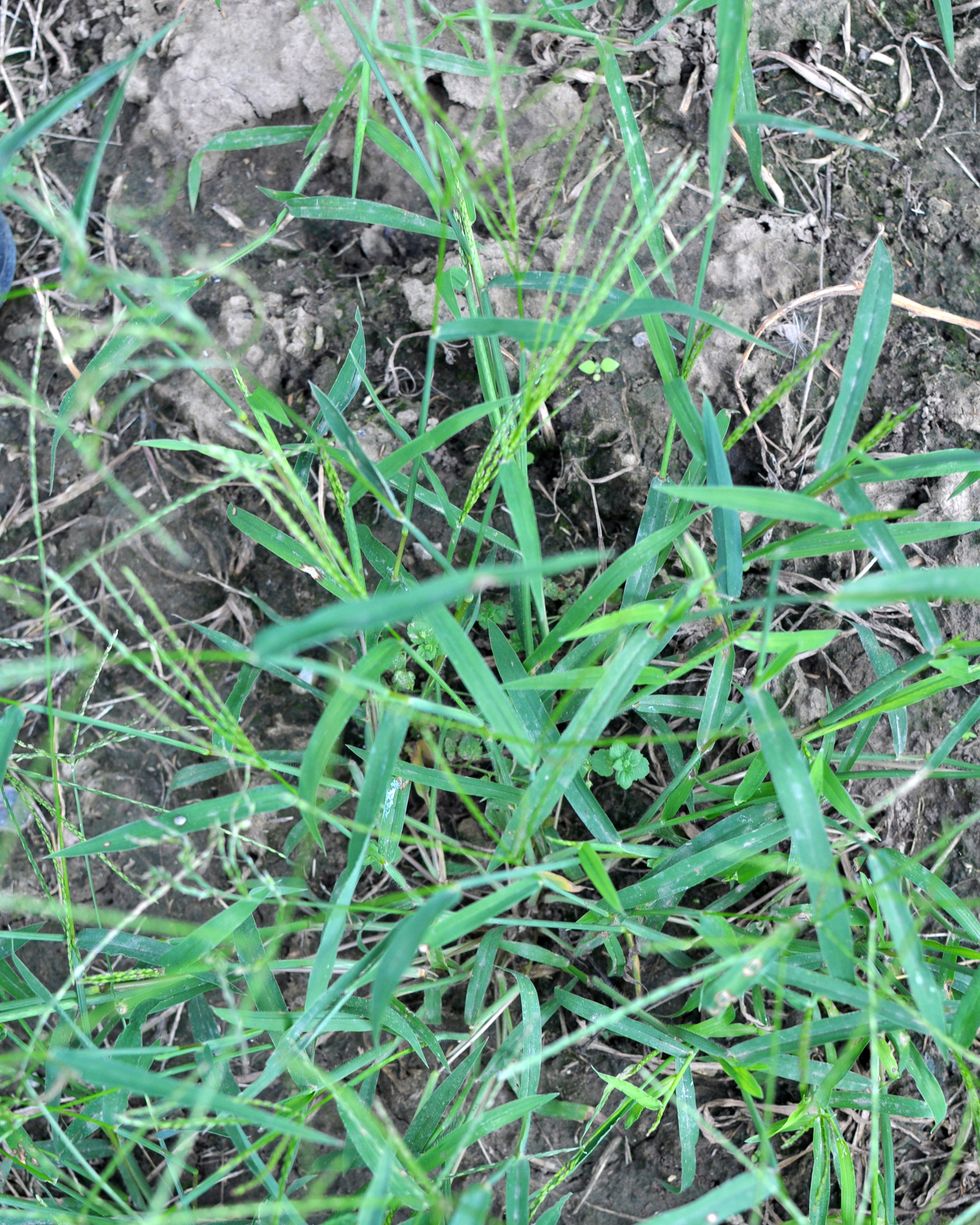 common weeds crabgrass