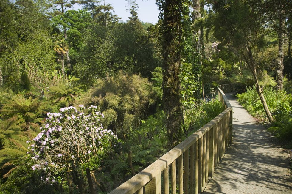 in the jungle, at the lost gardens of heligan, nr st austell, cornwall, great britain.
