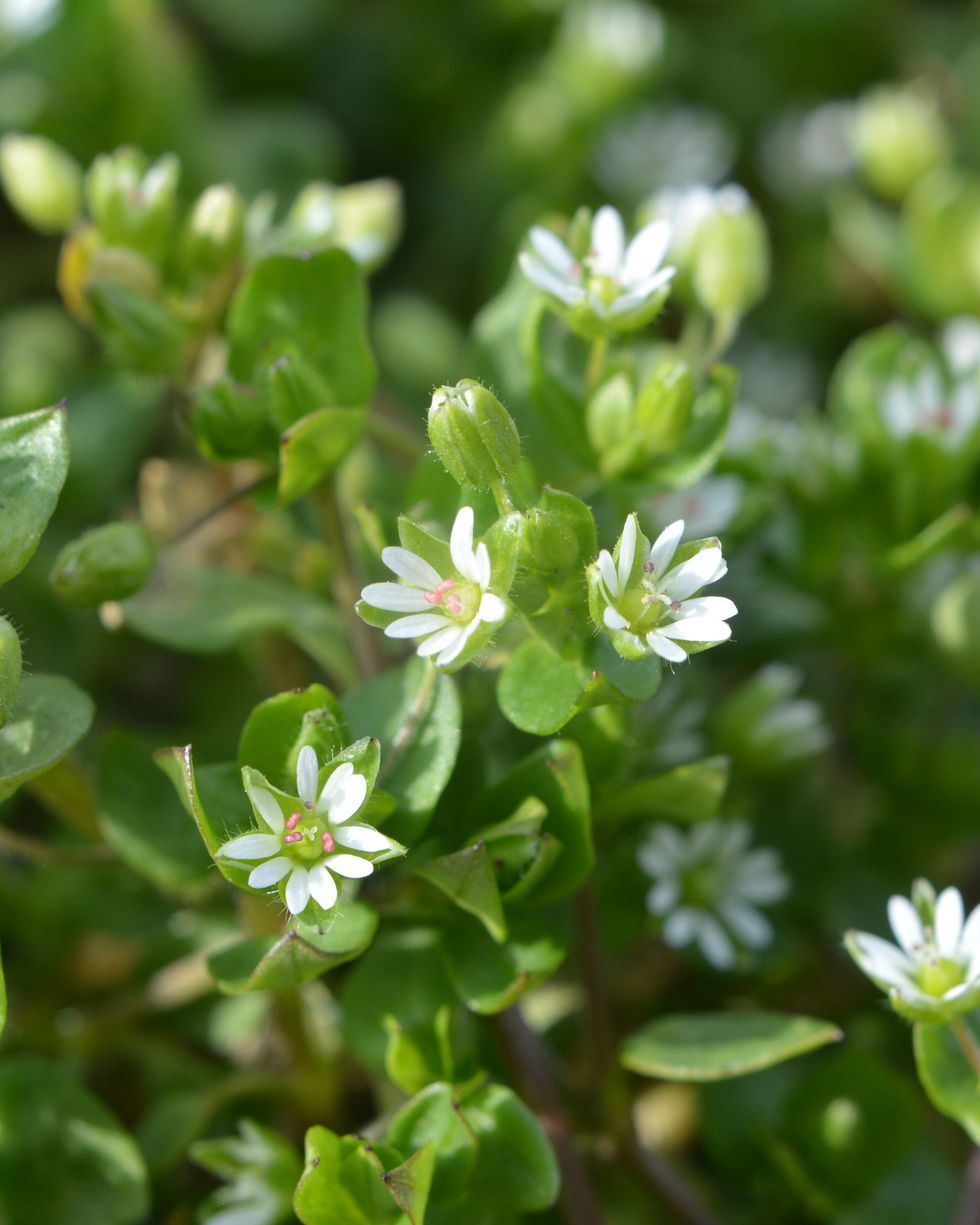 common weeds chickweed