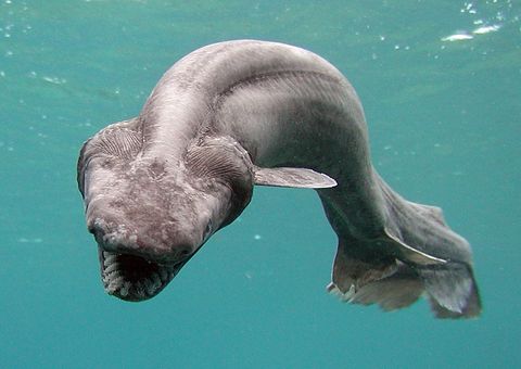 deep sea fish, frill shark found alive in numazu, japan
