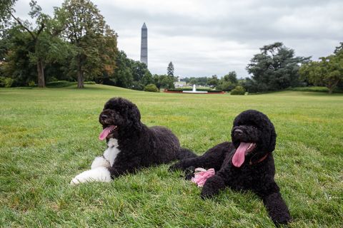 Obama's New Puppy Sunny