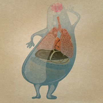 illustratie poppetje met organen
