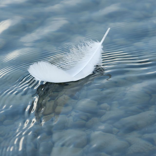 feather on the surface of the water
