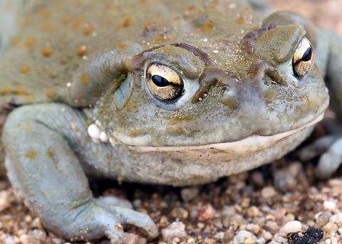 incilius alvarius, sonoran desert toad