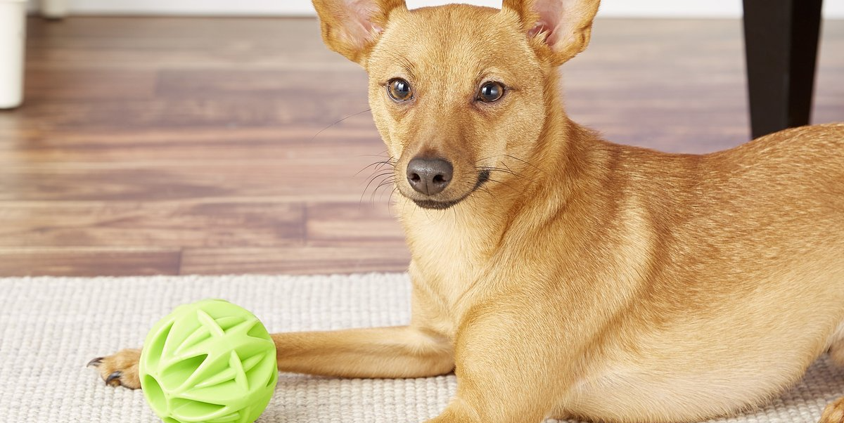 Joyhound Chew Well Bone Treat Dispenser Dog Toy, dog Interactive Toys