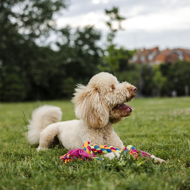 Are Rope Toys Dangerous For Your Dog? - Whole Dog Journal