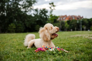 a dog playing with a rope toy outside