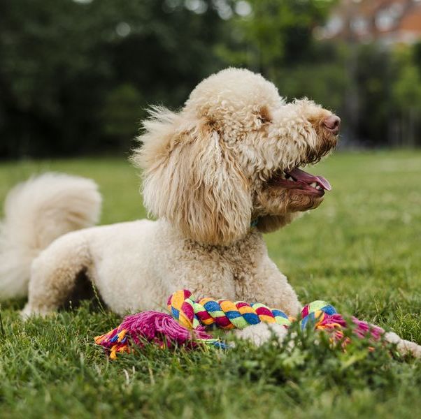 24 indestructible dog toys for aggressive chewers