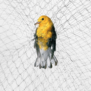 yellow bird caught in a net

photographs by todd forsgren

do not use, only for cosmo feature use