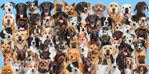 Dog, Vertebrate, Dog breed, Canidae, Mammal, Companion dog, Carnivore, Sporting Group, Ancient dog breeds, Australian shepherd, 