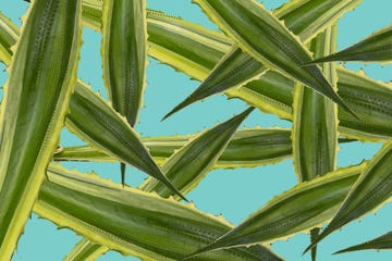 illustration of aloe vera plant design