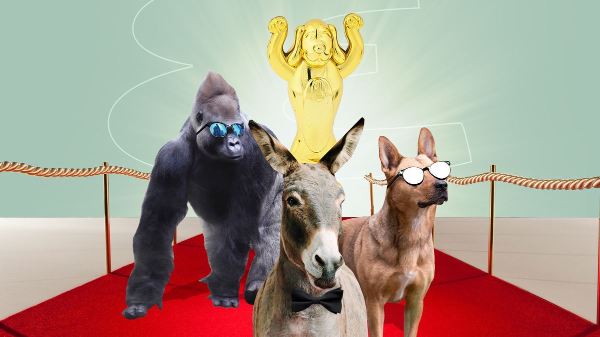 Best Animal Actors - Why We Need Academy Award For Animals
