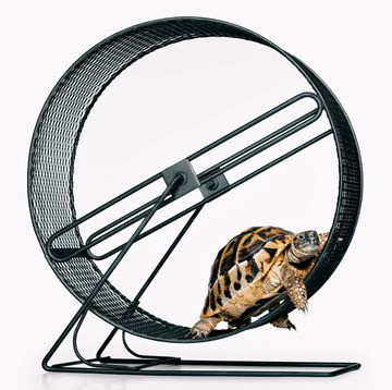 a turtle in a bicycle wheel