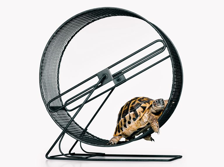 a turtle in a bicycle wheel