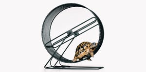 a turtle in a bicycle wheel