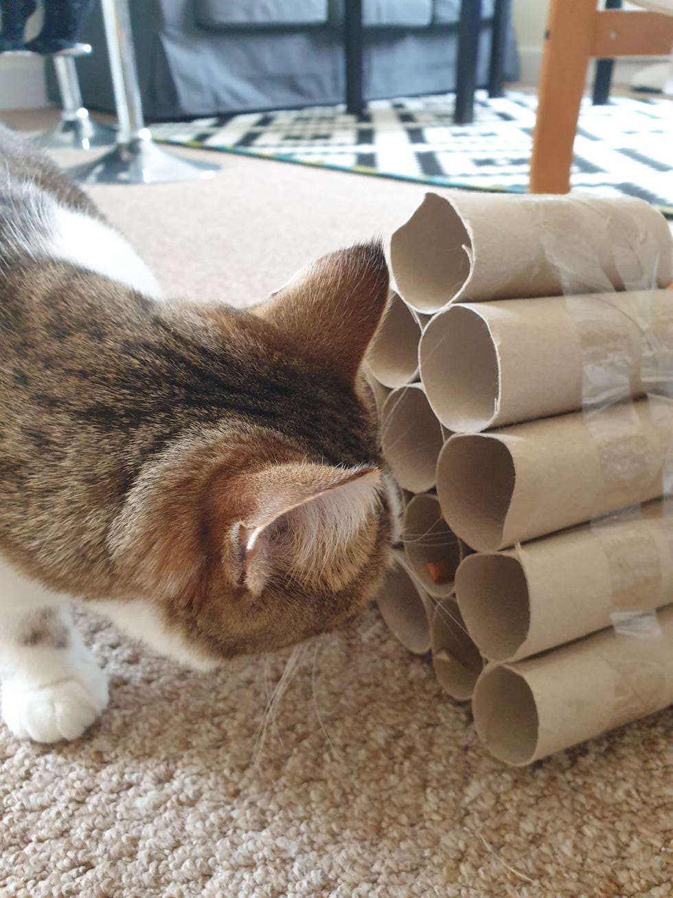 Toilet Roll Tubes 