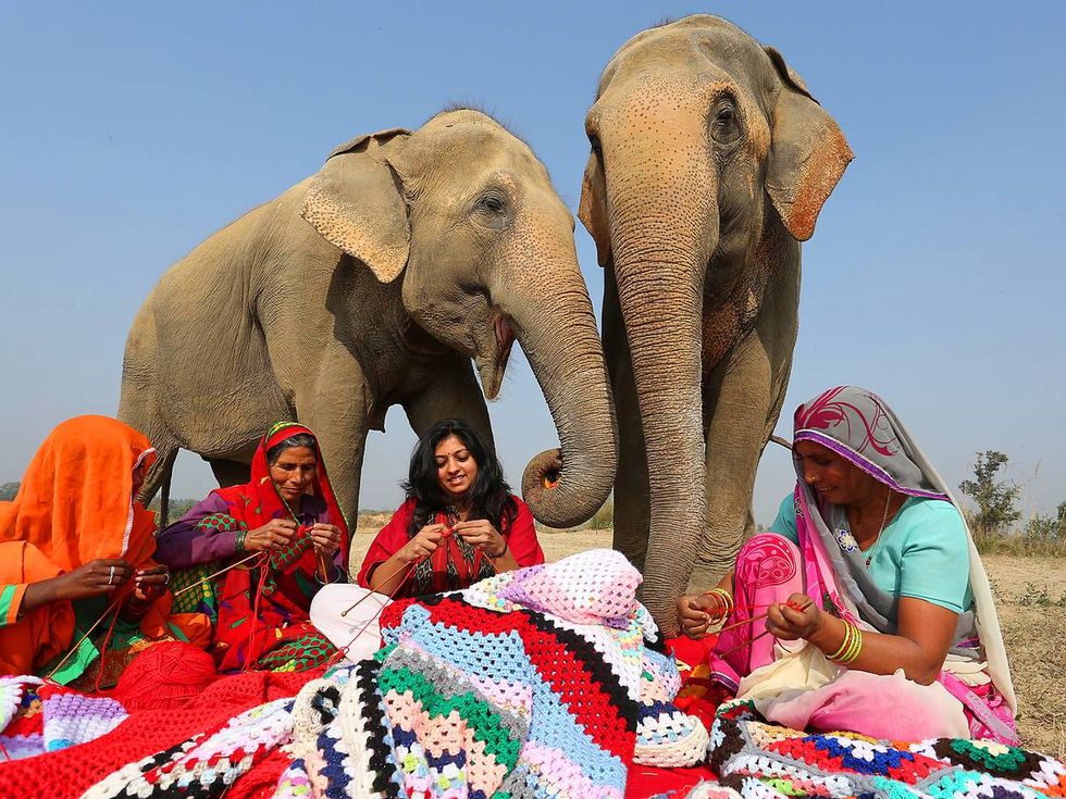 elefanti-india
