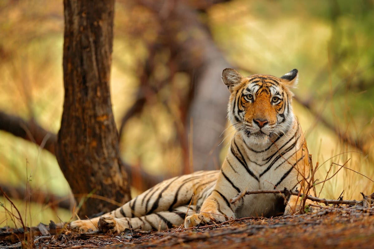 India tour - See India's tigers and temples with Good Housekeeping