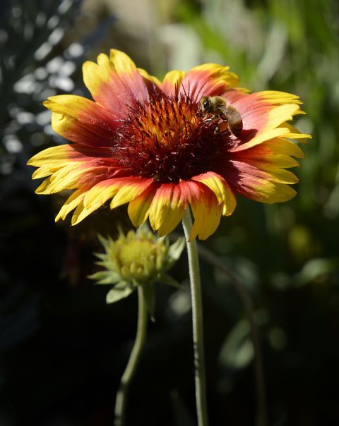 indian blanket flower and honey bee