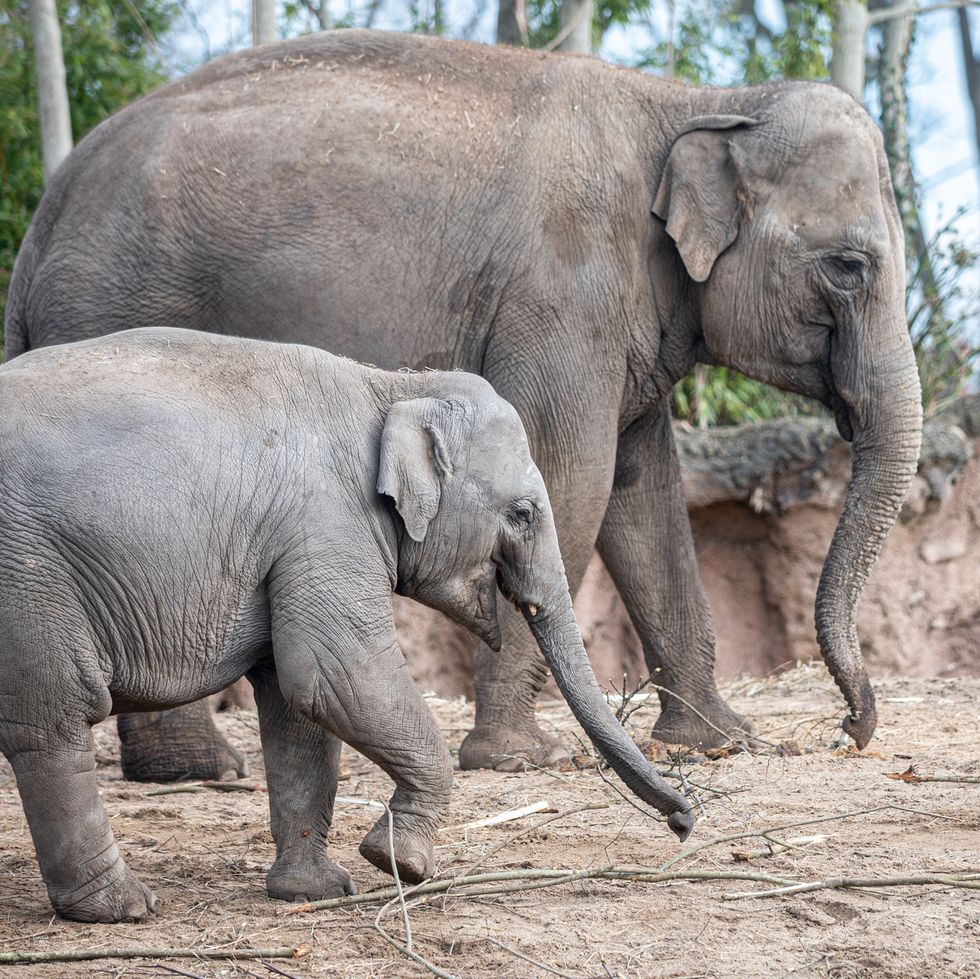 Indian Elephant and Calf