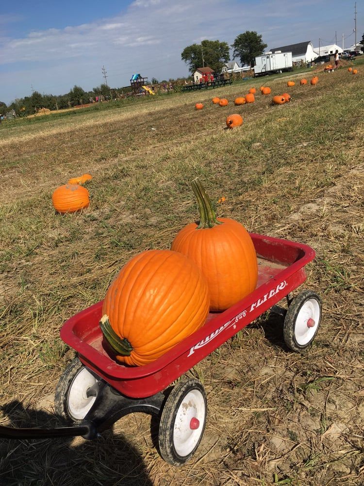 The Best Pumpkin Patches In The U.S. - Top Pumpkin Patches In Every ...