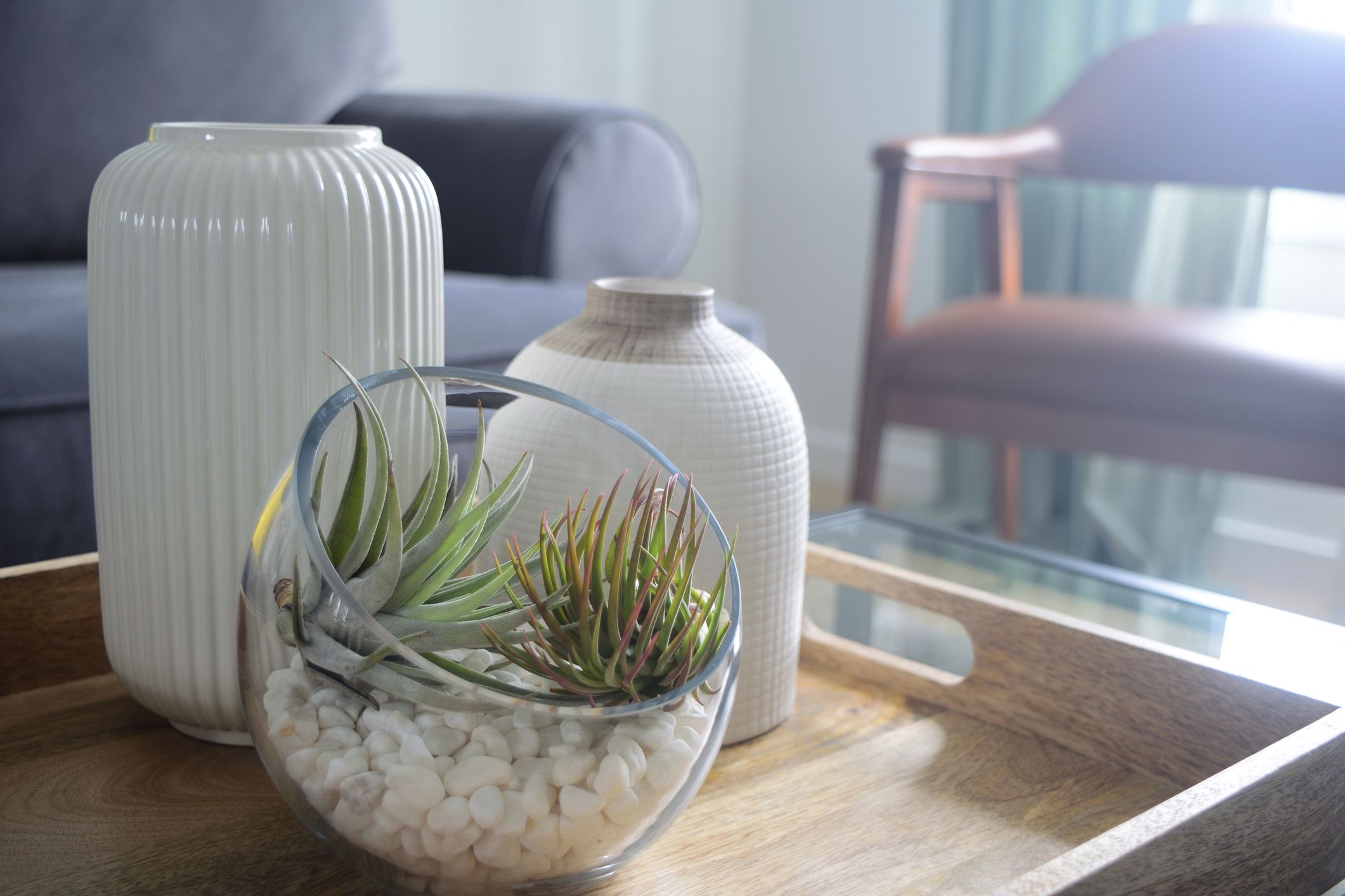 How to Grow and Care for Air Plants (No Soil Required) - 2023
