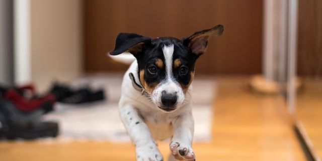 10 Fun Brain Games For Dogs - Puppy Leaks