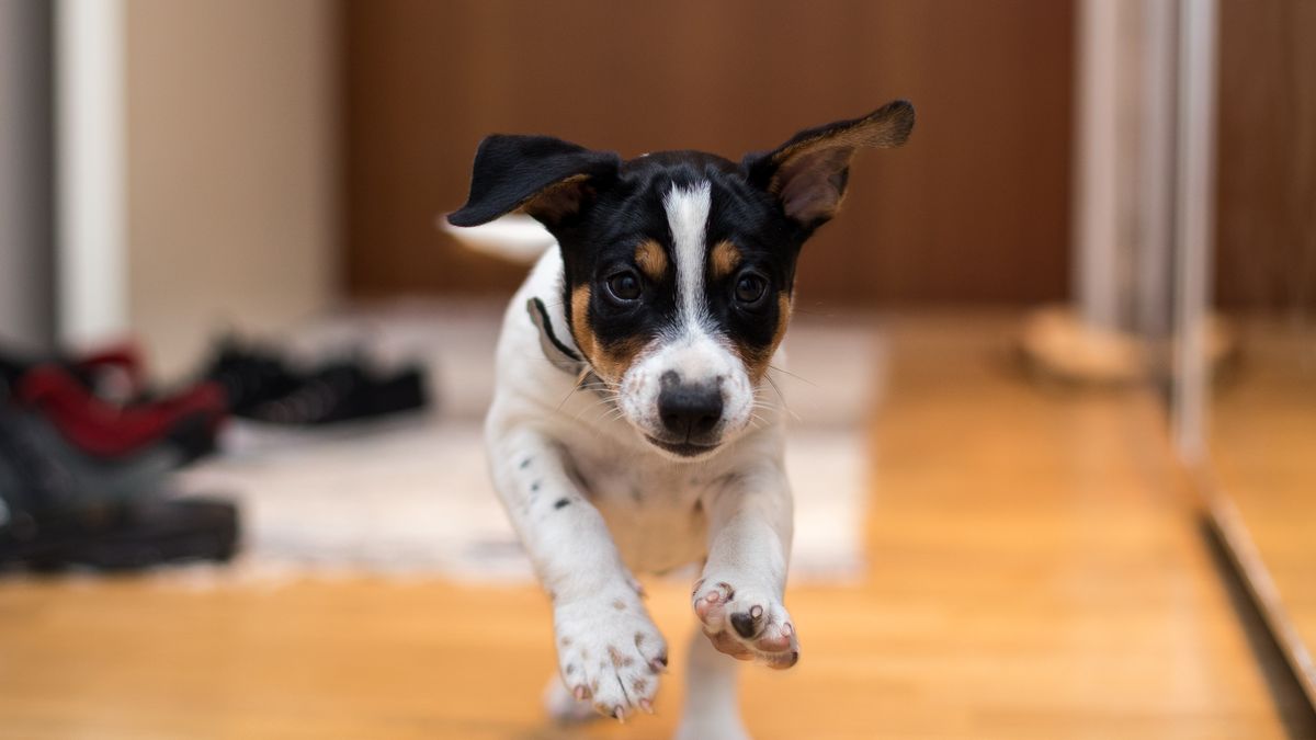 33 Simple Ways to Keep Your Dog Busy Indoors - Puppy Leaks