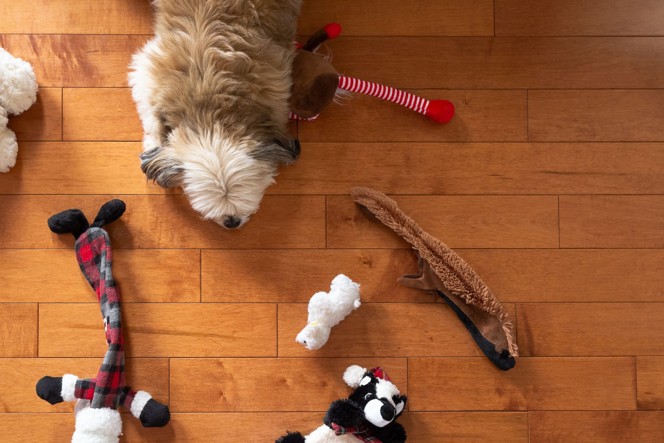 Indoor Activities For Your Dog