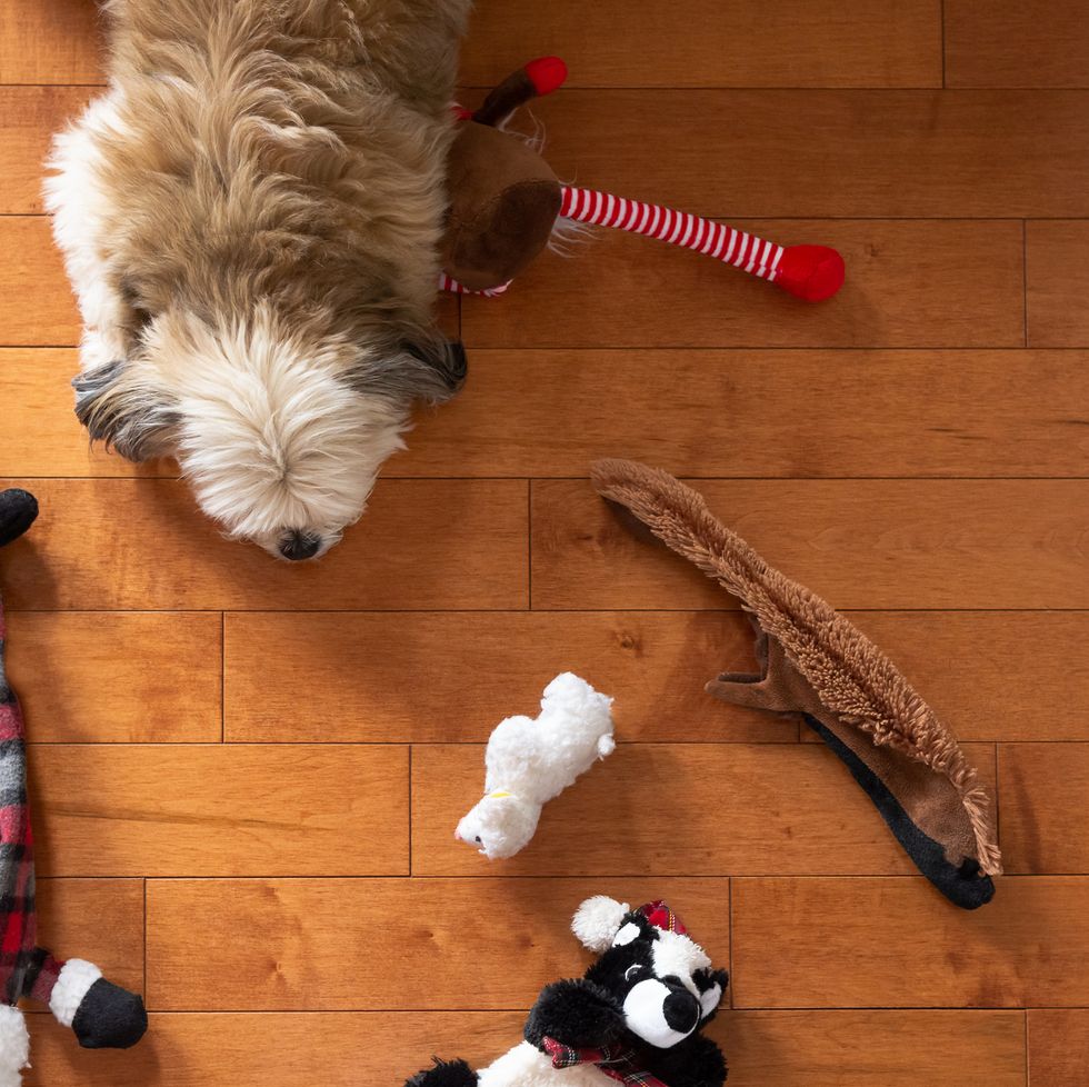 23 Indoor Activities for Entertaining & Tiring Out Your Dog
