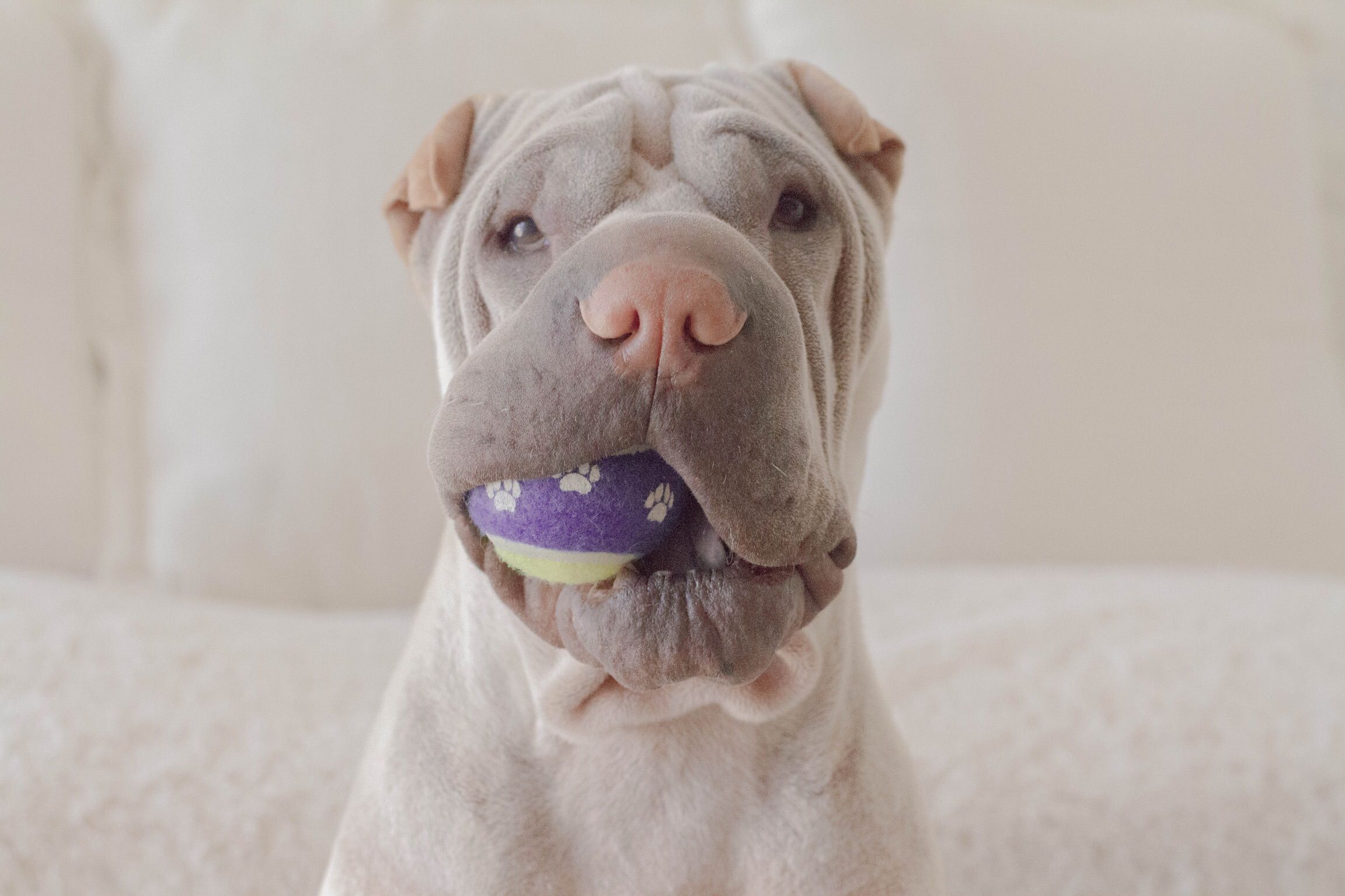 Reinventing Playtime: 20 Fun Activities to Do With Your Dog - Vetstreet
