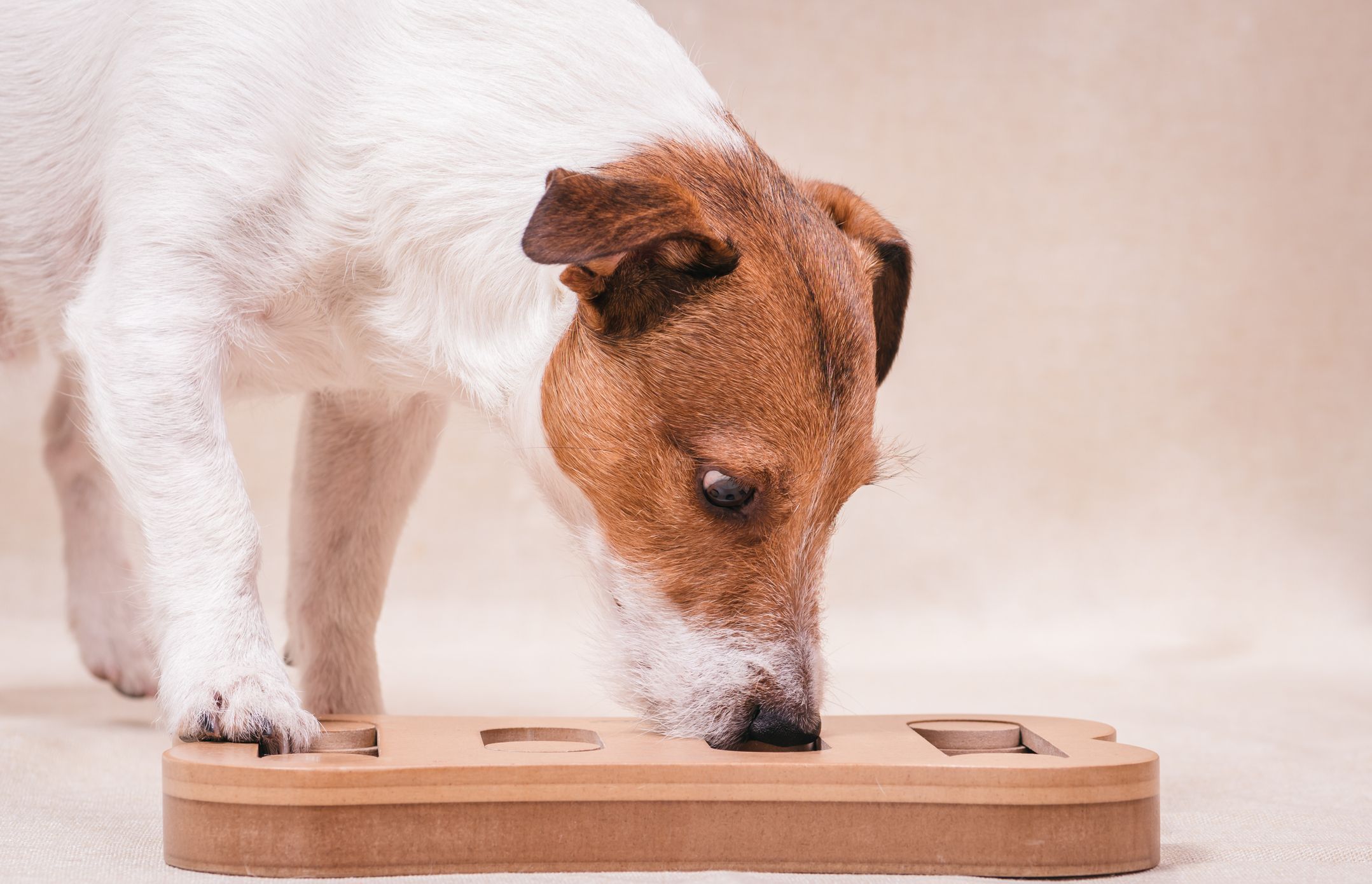 11 Indoor Activities For Dogs — What To Do With Your Dog Inside