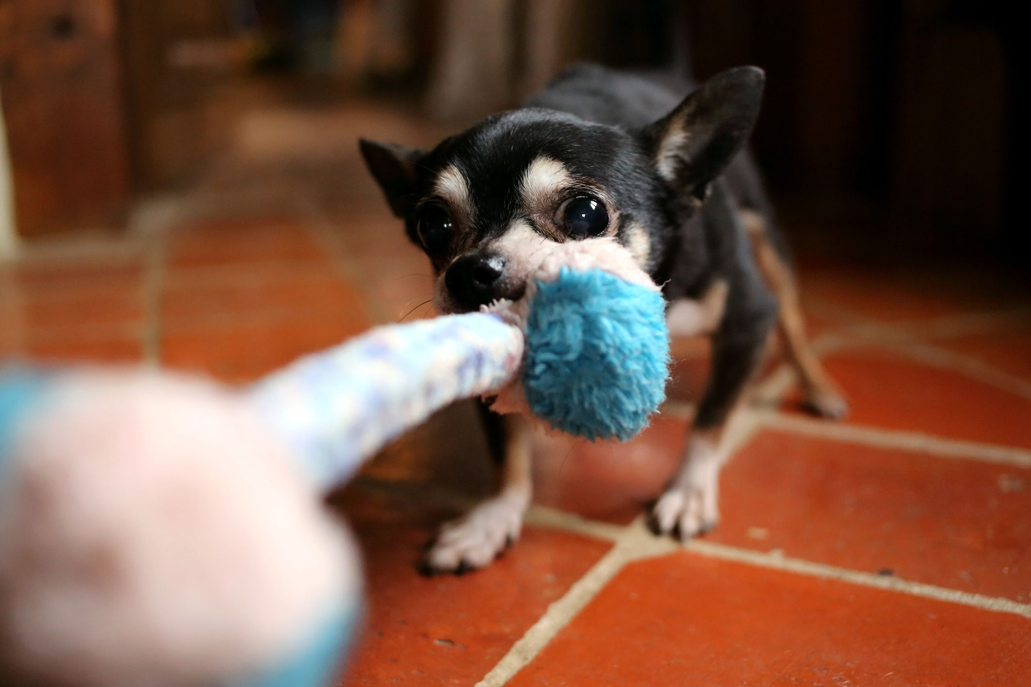 15 Indoor Dog Games — Best Indoor Activities For Dogs