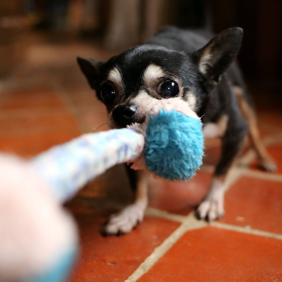 10 ways to engage your dog with indoor activities