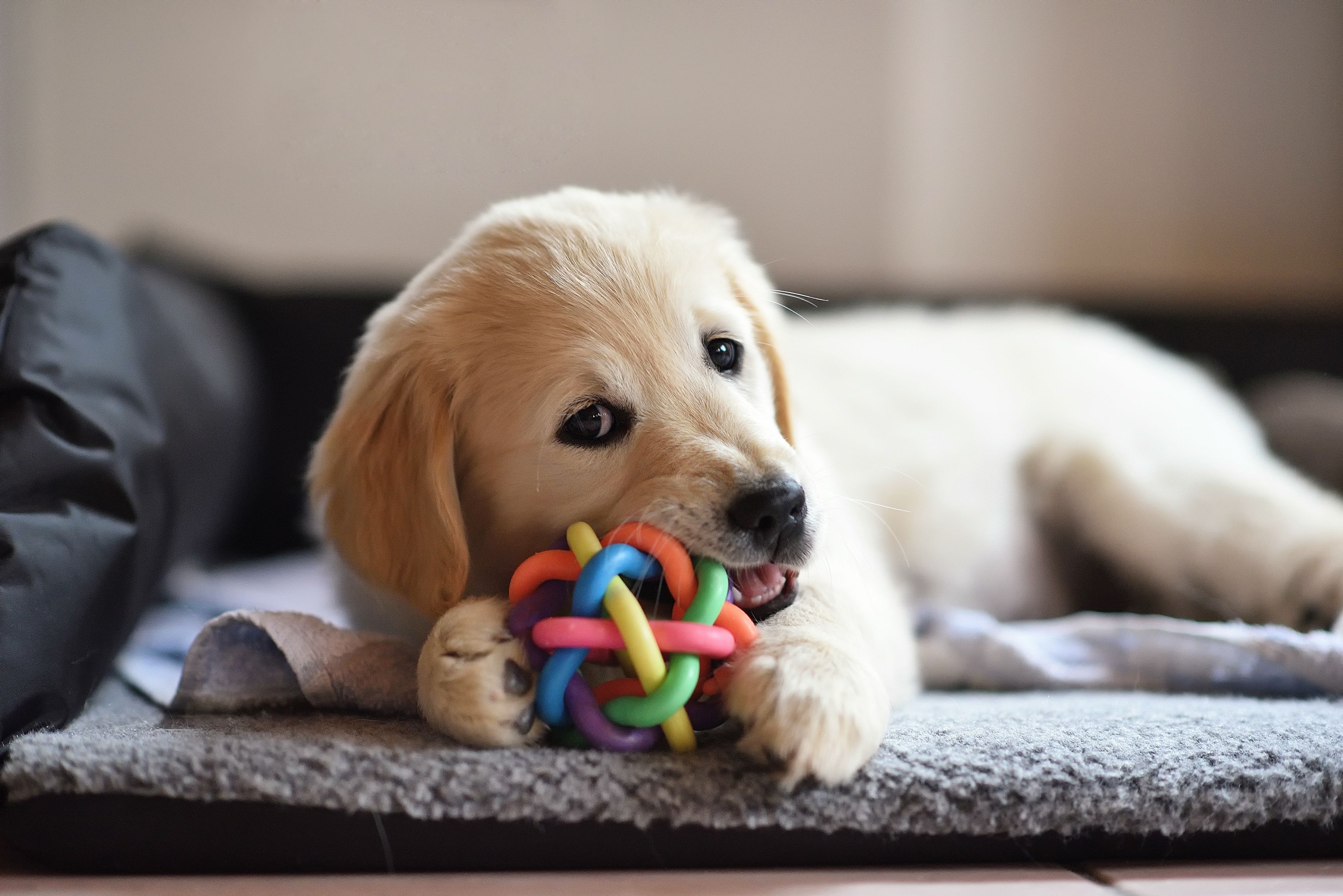 20 Indoor Dog Toys — Best Dog Treats, Balls, Chews & More