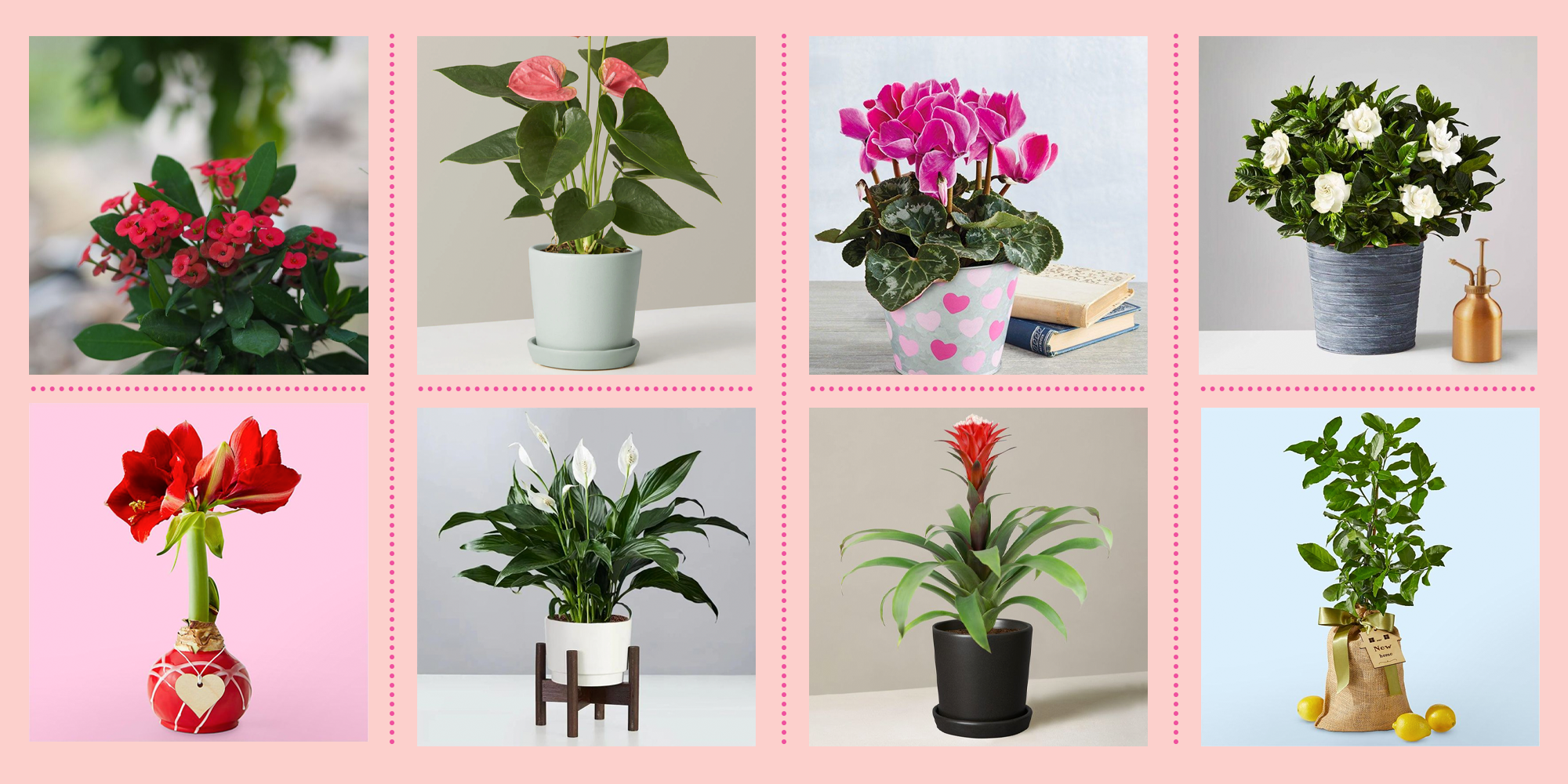 22 Indoor Flowering Plants That Will Make Your Home Feel Happier