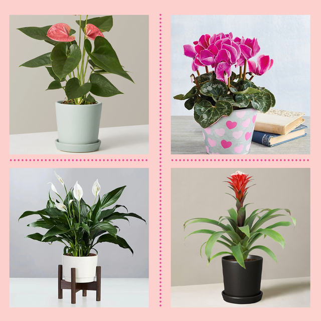 20 Indoor Flowering Plants for a Brighter Home All Year Round