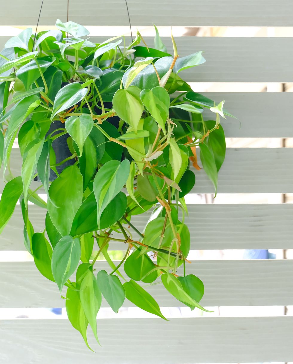 indoor hanging plants brasil philodendron