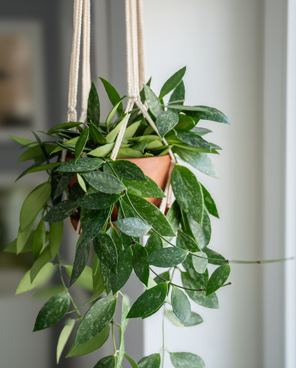 indoor hanging plants hoya gracilis