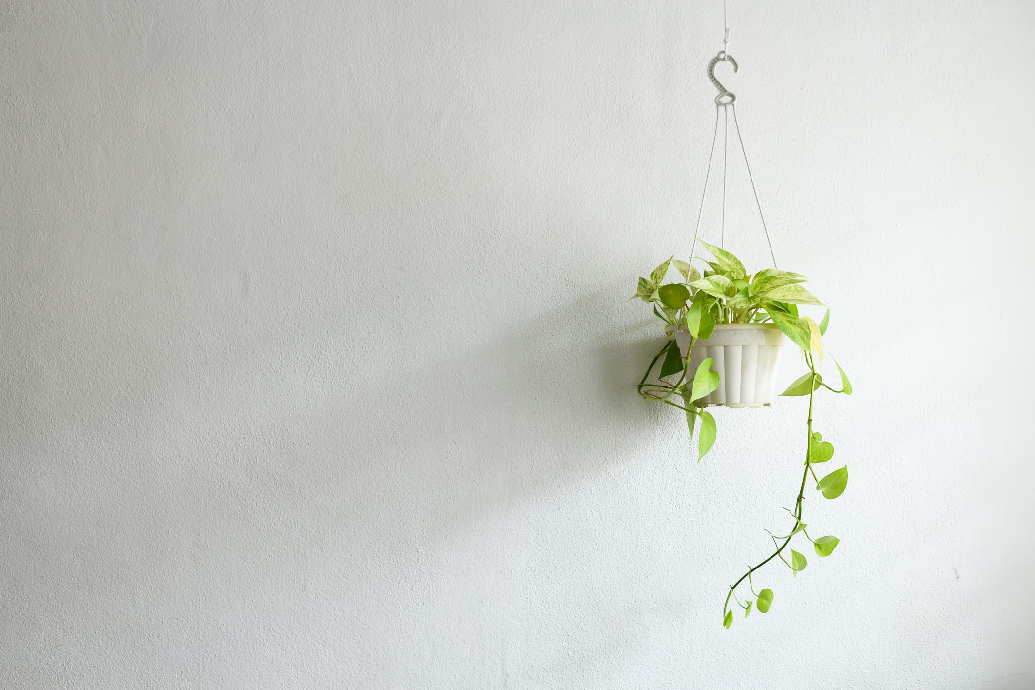 15 Best Indoor Hanging Plants for Small Spaces