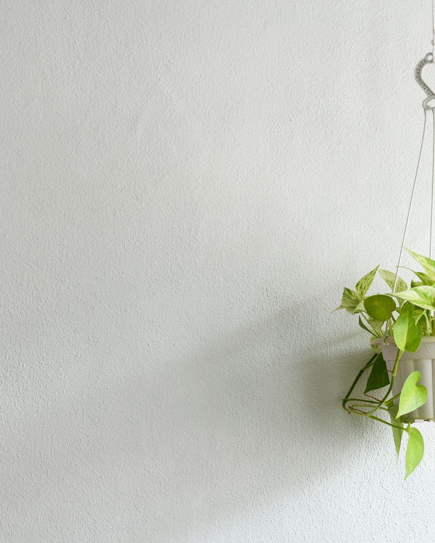 indoor hanging plants pothos