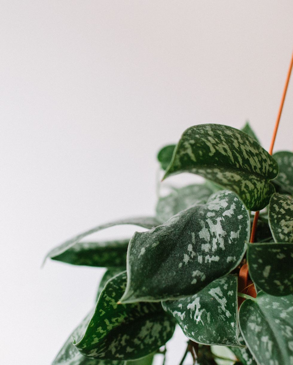 indoor hanging plants satin pothos