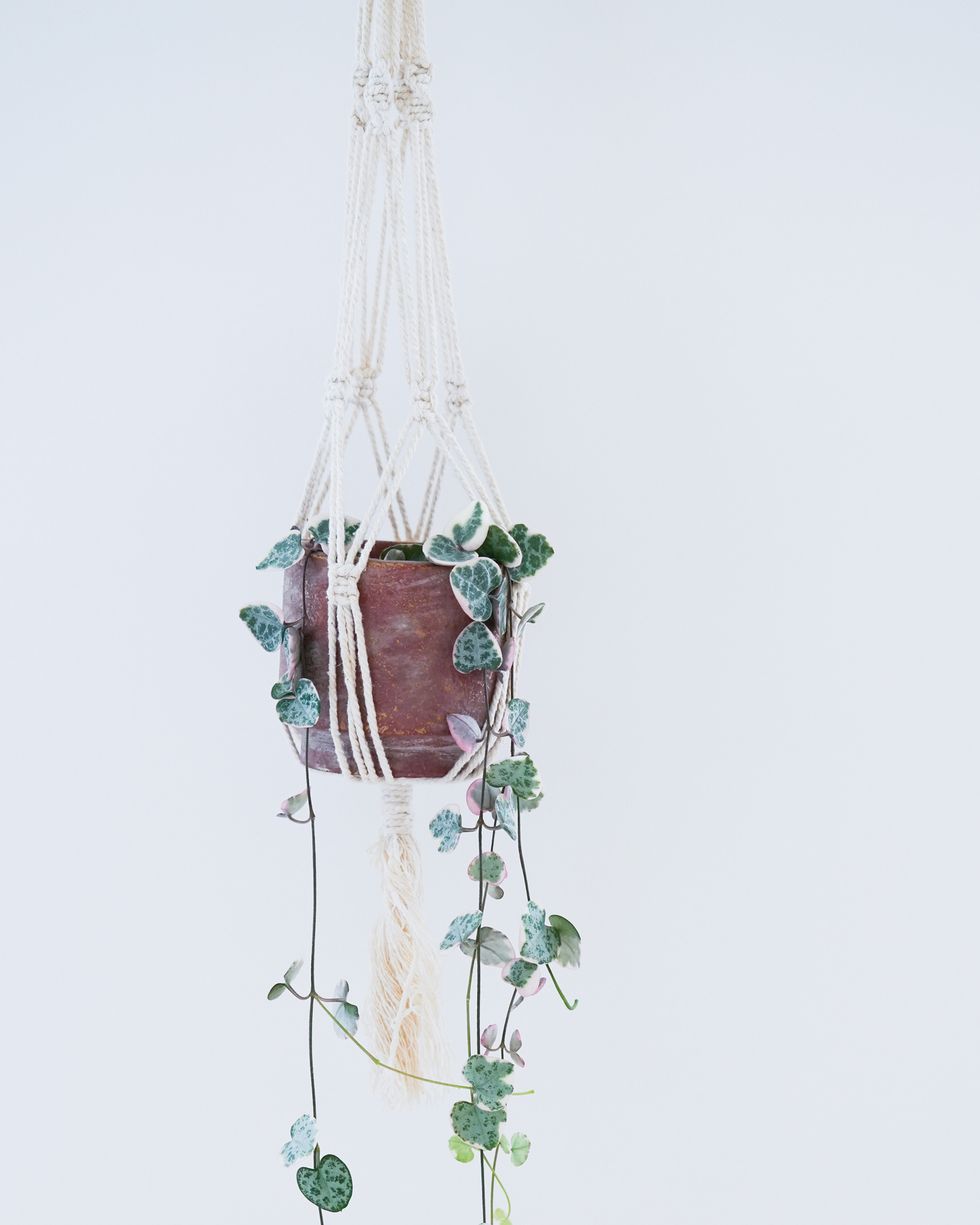 indoor hanging plants string of hearts