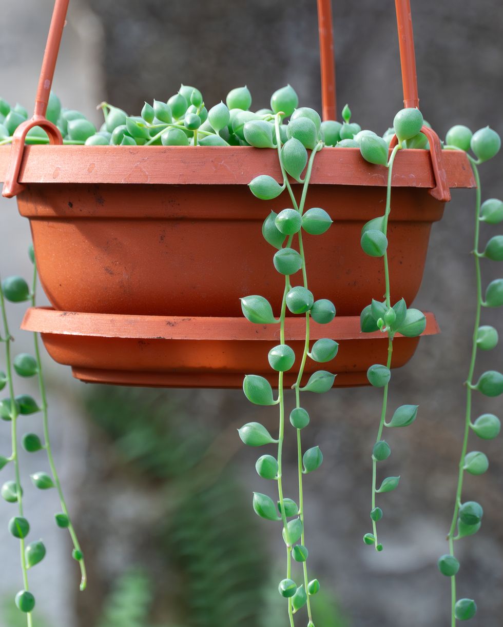 indoor hanging plants string of pearls